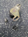 б/у Suzuki DF60-70 натяжной ролик 12810-99E01-000